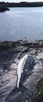 5metre mackerel mosaic (jpeg)